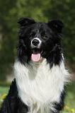 BORDER COLLIE 927